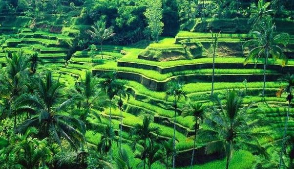Bedugul Bali: Refresh Otak dengan Pemandangan Alam yang Masih Asri
