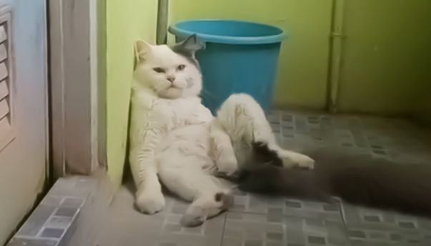 Simak Cara Ampuh Sugesti Kucing Tak BAB Sembarangan di Pekarangan Rumah, Simpel dan Anti Ribet