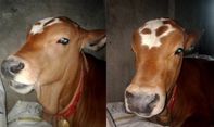 Kronologi Pedro Lukito, Sapi Viral Berbaring di Kamar Pemiliknya