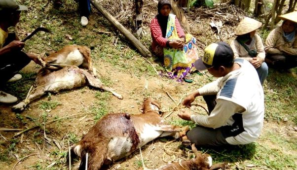 Terbaru: Misteri Matinya Belasan Kambing di Gunungkidul