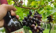 Buntut Label Halal, Produsen Wine Nabidz Dilaporkan ke Polda Metro Jaya