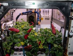 Lagi NASA Berencana Buat Kebun Sayuran di Luar Angkasa, Apa Mungkin?