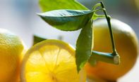 Cara Mudah Memilih Lemon Matang yang Siap Dikonsumsi