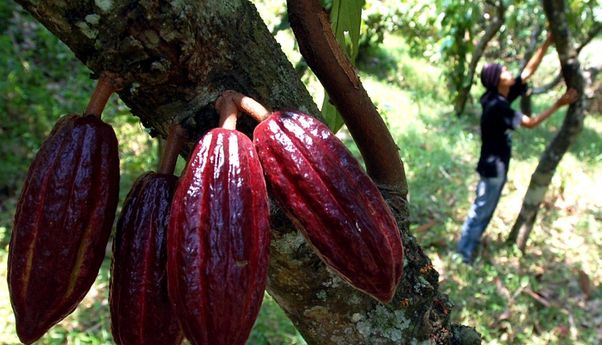 Indonesia adalah Negara Penghasil Kakao Terbesar di Dunia, Apakah Benar?