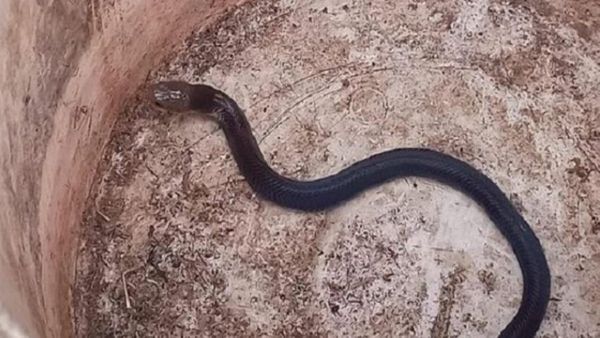 Teror Ular Kobra di Perumahan Royal Citayam