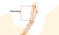 Belajar Ilmu Biologi! Inilah Fungsi Tulang Atas Pada Tubuh Manusia