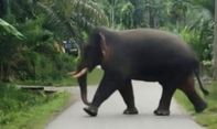 Puluhan Hektare Kebun Sawit Warga di Aceh Barat Dirusak Gajah