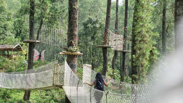 Harga Tiket Orchid Forest Lembang di Bandung yang Mengoleksi Bunga Anggrek Langka