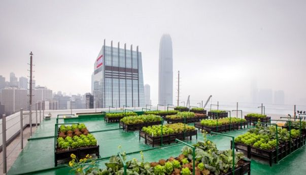 Urban Farming Solusi Pertanian Modern Atau Peluang Bisnis Baru?