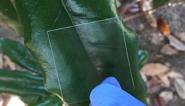 Terbaru, Layar Ponsel di Masa Depan Kemungkinan Pakai Kayu Transparan
