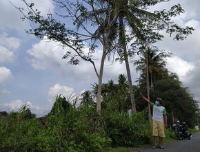 Berita Terkini: Pohon ‘Menangis’ di Sleman Gegerkan Warga, Keluarkan Air Seperti Gerimis di Malam Hari