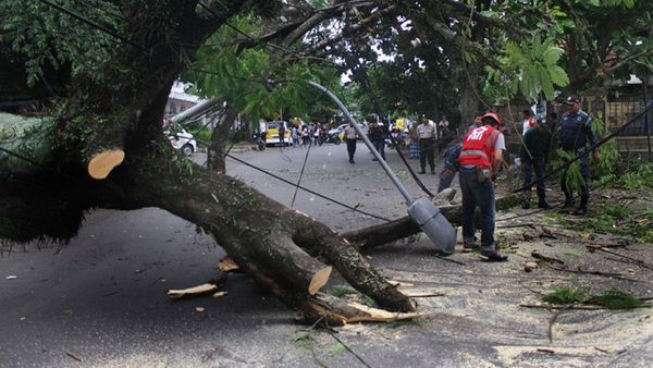 Cegah Dampak Buruk Siklon Tropis Seroja, DLH Bantul Tebang Pohon Rawan Tumbang