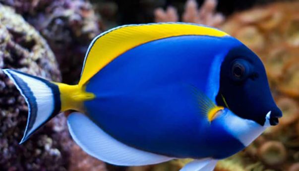 Kekayaan Ikan Hias Air Laut yang Menawan