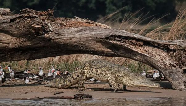 Osama, Buaya Raksasa Pemakan Manusia yang Dianggap Sakti di Uganda