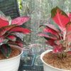 7 Cara Merawat Aglaonema agar Tumbuh Subur dan Cantik
