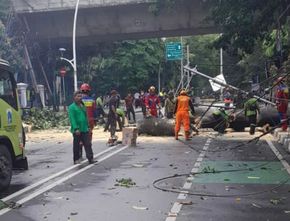Akibat Cuaca Ekstrem, 14 Pohon Tumbang di Jakarta Timpa Bangunan hingga 4 Orang Luka