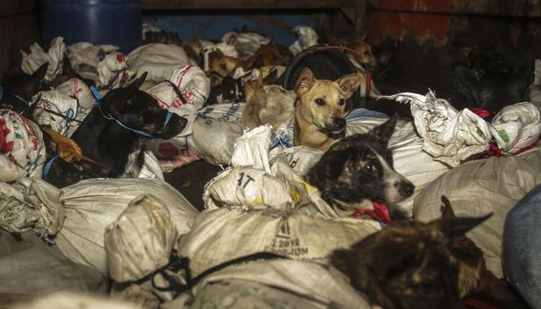 Bisnis Perdagangan Anjing di Sukoharjo Merajalela, “Sehari Potong 30 Ekor”