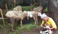 Di Penghujung 2020, Kambing Bermata Satu Lahir di Sleman, Pertanda Apa Ya?