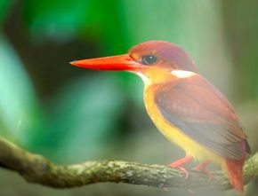 Indonesia Catat 1.835 Spesies Burung, Kokohkan Posisi sebagai Negara Megabiodiversitas