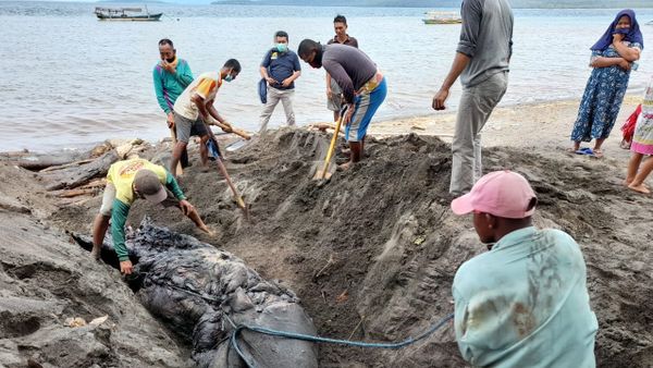 Misteri di Balik Kematian Paus Orca di Banyuwangi
