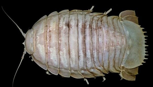 Berita Terkini: Mengenal Bathynomus, Si ‘Kecoak Raksasa’ yang Ditemukan LIPI