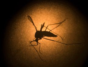 Daur Hidup Nyamuk: Cara Berkembang Biak dan Fakta-Fakta Menariknya