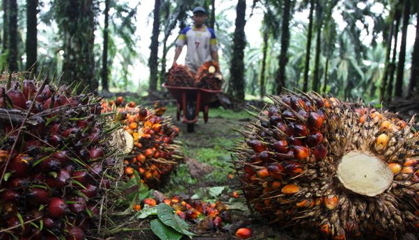 Malaysia Rebut Pasar Ekspor Minyak Sawit Indonesia