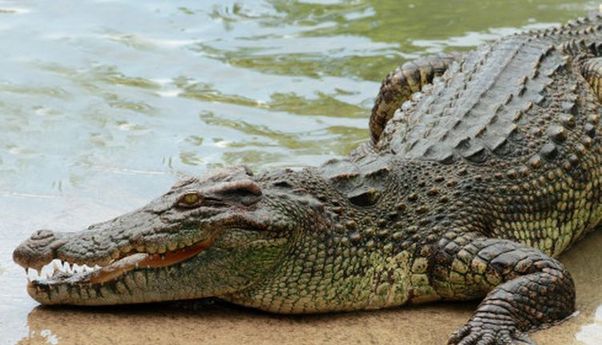 Warga Papua yang Hilang Ternyata Ditemukan di Dalam Perut Buaya Sepanjang 7 Meter