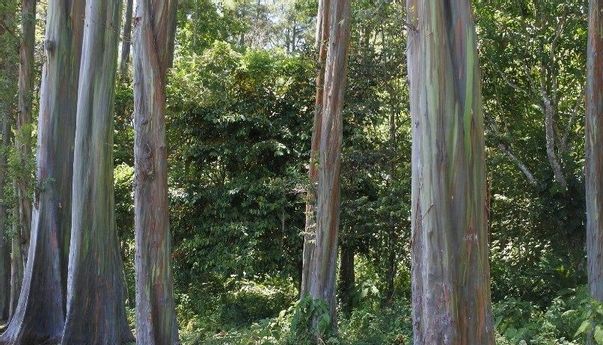 Luar Biasa! Melihat Pohon Pelangi Terindah di Dunia, Pohon Pelangi Bondowoso Jawa Timur