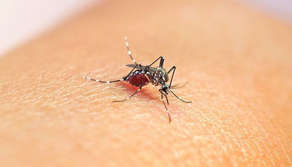 Dinkes Tangerang Catat 1.200 Kasus DBD Sepanjang Januari sampai Februari 2024, 4 Orang Meninggal