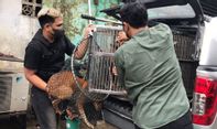 Pemprov DKI Selamatkan Puluhan Anjing dari Tempat Jagal, Pecinta Hewan Dipersilakan Adopsi