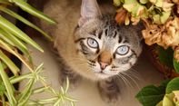 5 Herbal Alami Bantu Mengurasi Stres atau Kecemasan pada Kucing