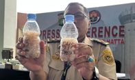 Polisi Gagalkan Penyelundupan 171 Ribu Benih Lobster di Bandara Soetta, 7 Orang Ditetapkan Tersangka