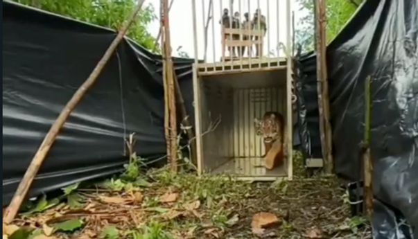 Sipogu, Harimau Sumatera Betina Dilepasliarkan ke Hutan Lindung Pasaman Sumbar