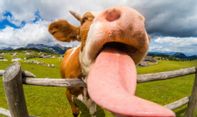 Populer di Asia, Unggahan Foto Masakan Lidah Sapi Tuai Pro Kontra Netizen di Australia, Kenapa?