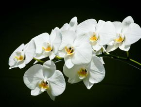 3 Julukan Bunga Nasional Indonesia yang Paling Indah