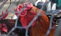 Anak 11 Tahun di Kamboja Meninggal Akibat Terinfeksi Flu Burung