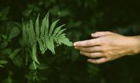Mengenal 4 jenis Tumbuhan Paku dan Ragam Manfaatnya