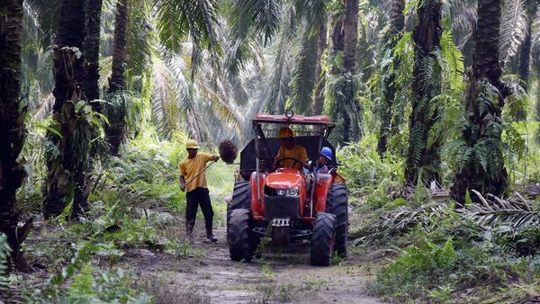 Mengejutkan! Label Ini Mengancam Produksi Minyak Kelapa Sawit di Indonesia