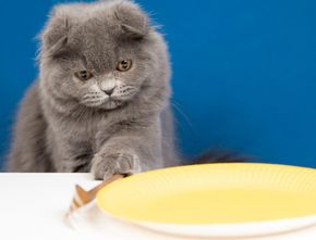 Bisa Jadi Masalah Medis, Ketahui Penyebab Kucing Selalu Lapar Meski Sudah Dikasih Makan