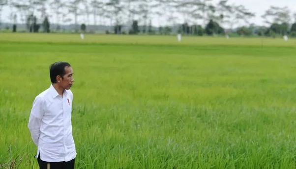 Jokowi Ajak Masyarakat Tanam Sayuran Sendiri: Cabai, Kemangi, Lalapan Sawi Hijau, Saya Tanam Sendiri