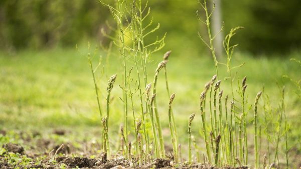 Berita Jateng: Permintaan Tinggi, Petani Temanggung Ramai-ramai Tanam Asparagus