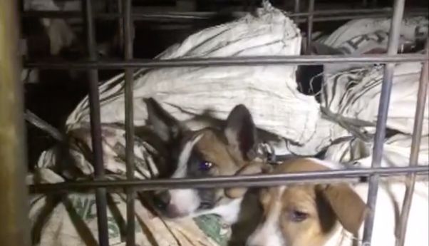 Teruntuk Gibran Rakabuming, Tolong Larang Perdagangan Anjing di Solo, Terlampau Sadis
