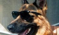 Kisah Gunther IV, Anjing Super Tajir yang Memiliki Kekayaan Lebih dari Rp5 Triliun!
