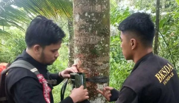 Makhluk Misterius Hitam dan Berbau Busuk Bikin Geger Sumatra Barat