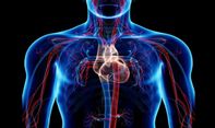 Pahami Sistem Peredaran Darah Manusia yang Memiliki Fungsi Vital
