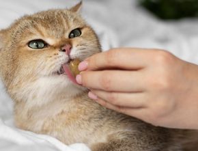 Kucing Juga Bisa Cacingan, Ketahui Cara Memberi Obat Cacing dan Dosis yang Tepat