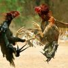 Polisi Gerebek Judi Sabung Ayam Beromset Miliaran Rupiah di Toraja Utara, 35 Orang Diamankan