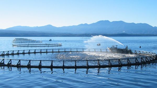 Belajar Ternak Salmon di Salah Satu Tempat Budi Daya Salmon Terbesar Dunia