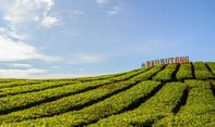 Sejuknya Kebun Teh Bahbutong di Simalungun, Sumatra Utara Bikin Pikiran Relaks